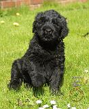 Russian Black Terrier9T077D-006